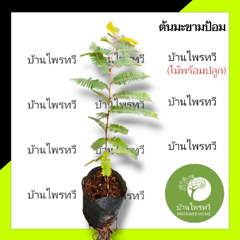 ต้นมะขามป้อม กล้าไม้พร้อมปลูก ต้นไม้ บ้านไพรทวี