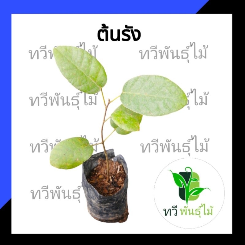ต้นรัง 20-25  ซม. รัง ไม้ป่าหายาก​ ไม้​มงคล​
