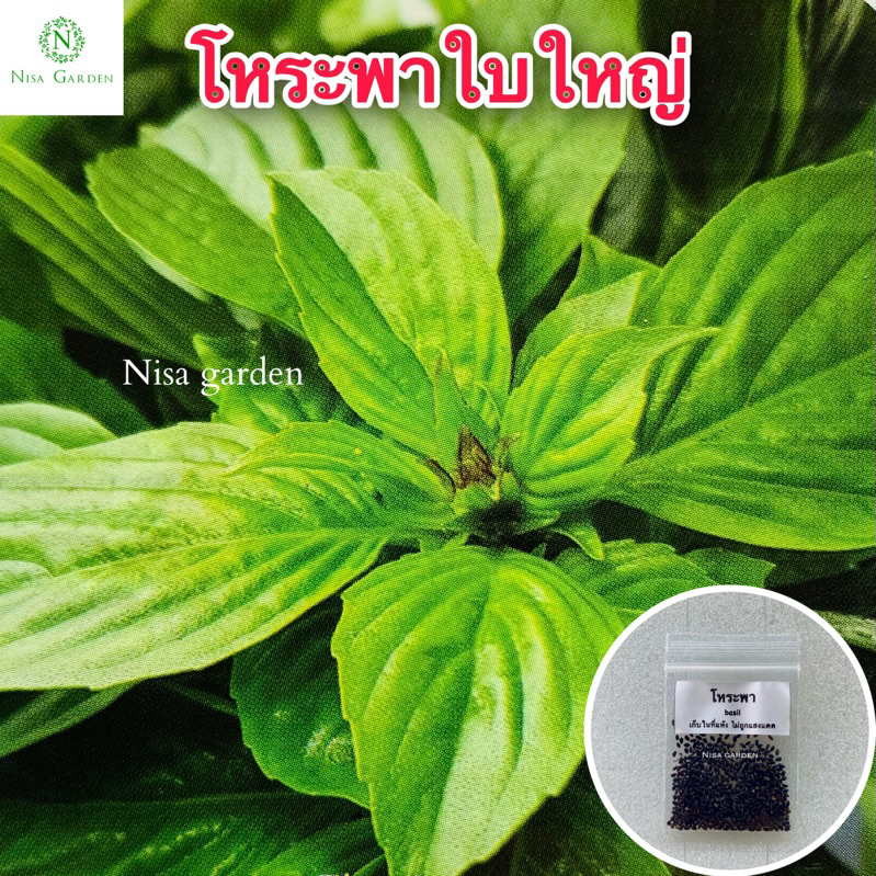 Nisa Garden เมล็ด​พันธุ์​ โหระพา ใบใหญ่​ งอกง่าย โตเร็ว 🔥(ซื้อ 5 ฟรี 1 )🔥
