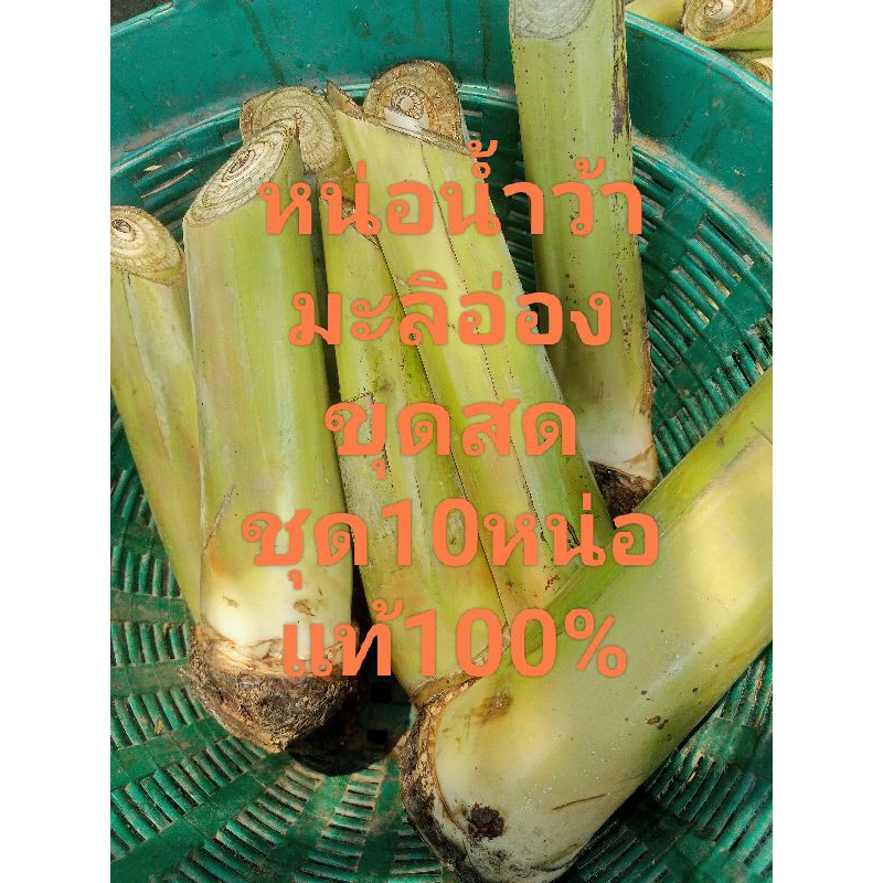 หน่อกล้วยน้ำว้ามะลิอ่องขุดสดชุด10หน่อ330บาท