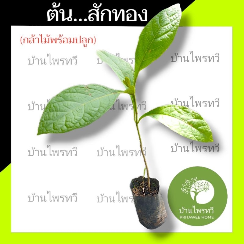 ต้นสักทอง บ้านไพรทวี ต้นสัก ต้นไม้ตาย เคลมฟรี รับผิดชอบเเน่นอน เหตุเฉพาะขนส่ง ต้นศักทอง