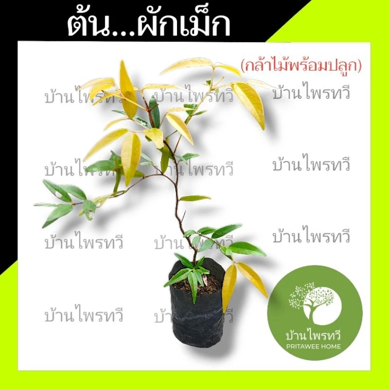 ต้นผักเม็ก เสม็ดชุน ไคร้เม็ด ยีมือแล เสม็ด เสม็ดเขา เสม็ดแดง เหม็ดชุน ขะเม็ก ผักเม็ก