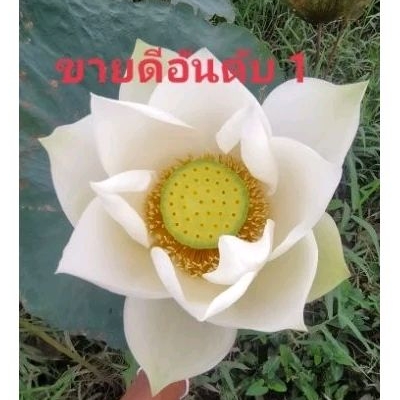 ต้นพันธุ์บัวหลวงสีขาว 10 ต้น