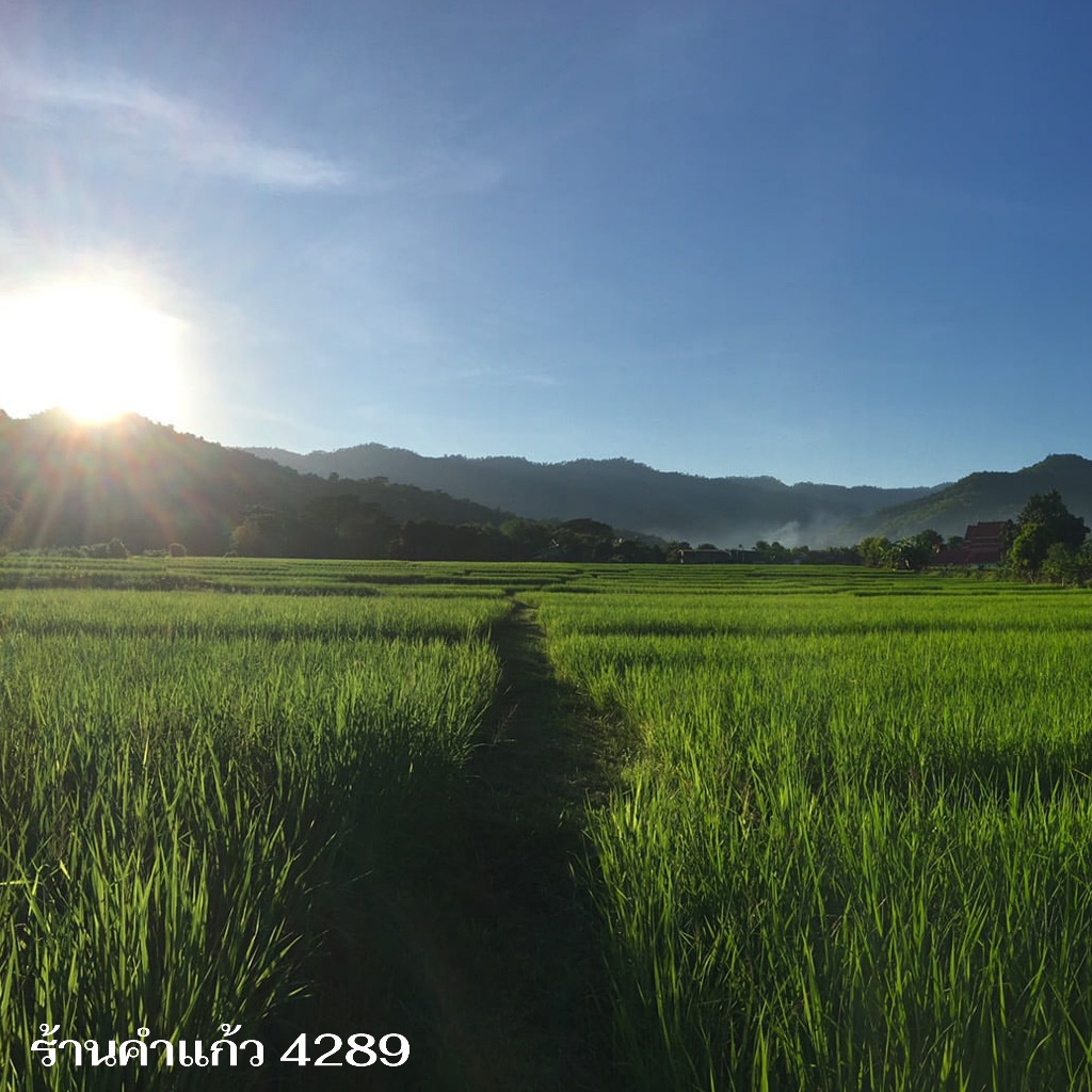 เมล็ดพันธุ์ข้าวญี่ปุ่น(กวก.2) บรรจุ 1 Kg. พันธุ์ข้าวอย่างดี คัดพิเศษ ปลูกได้ตลอดปี ปลูกเองขายเองโดยวิธีธรรมชาติ - รูปที่ 3