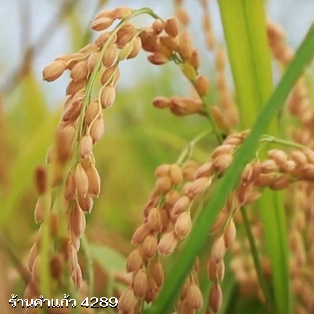 เมล็ดพันธุ์ข้าวญี่ปุ่น(กวก.2) บรรจุ 1 Kg. พันธุ์ข้าวอย่างดี คัดพิเศษ ปลูกได้ตลอดปี ปลูกเองขายเองโดยวิธีธรรมชาติ - รูปที่ 7