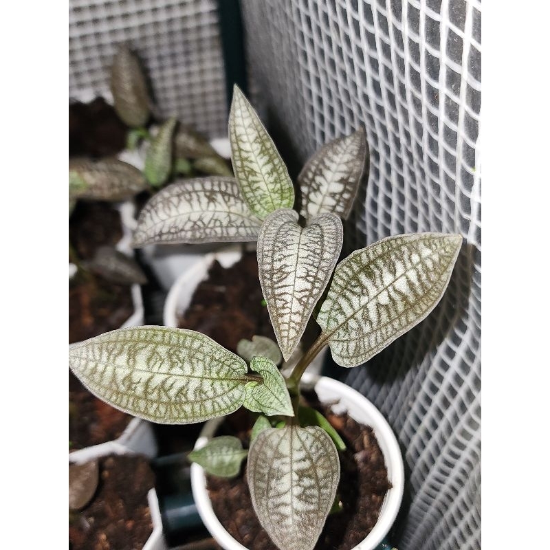 กล้วยไม้ดิน cheirostylismontana พายแฉก/ไม้จัดตู้ สวนขวดแก้ว จัดสวน #terrarium #paludarium #vivarium ไม้ใบ