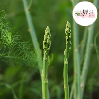 เมล็ดพันธุ์หน่อไม้ฝรั่ง 9บาท 100เมล็ด