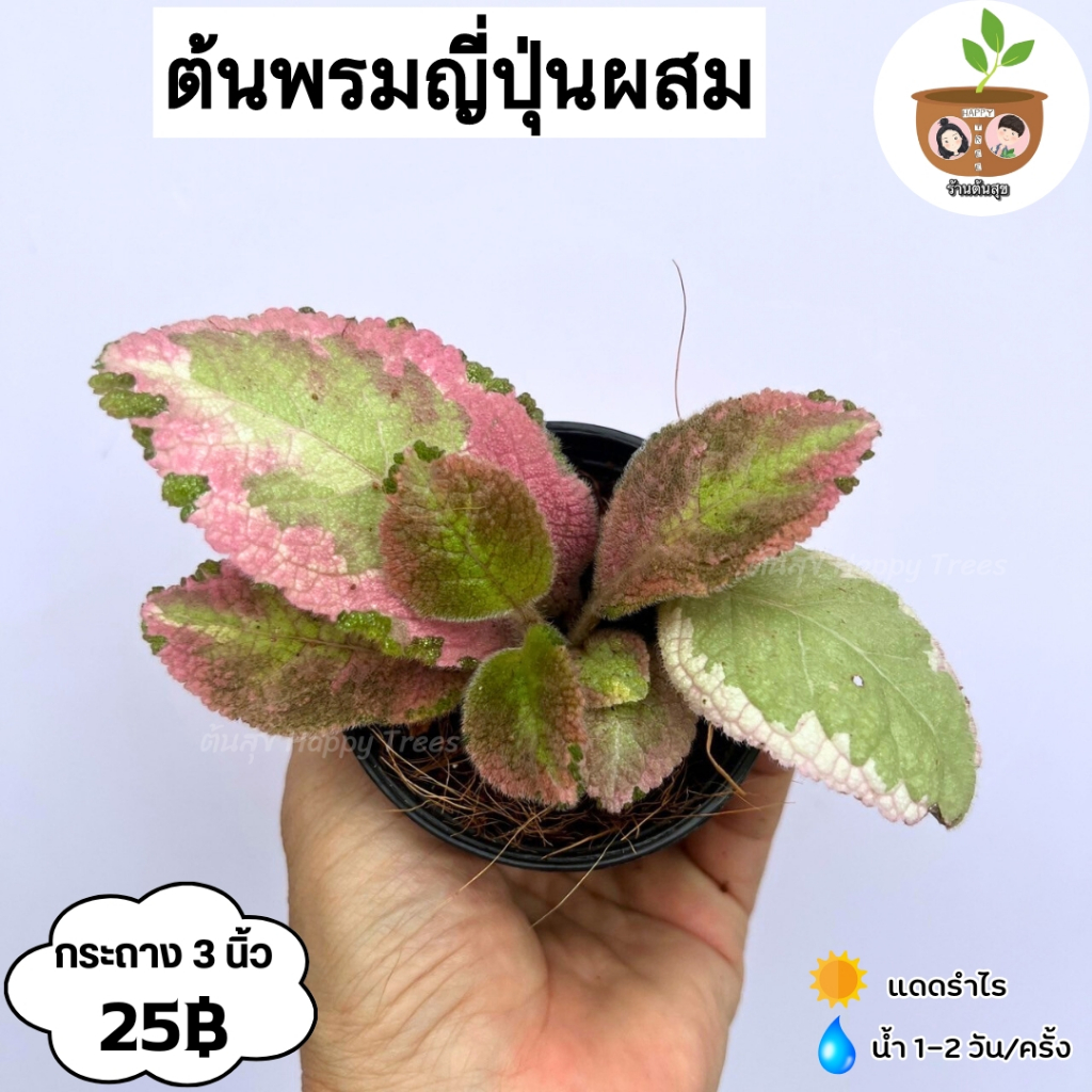ต้นพรมญี่ปุ่นผสม จัดส่งที่ 2 ต้นขึ้นไป คละแบบได้