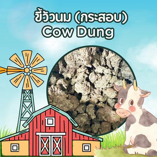 (สั่งครั้งละไม่เกิน 2 กระสอบ) ขี้วัวนมแห้ง 1 กระสอบ Cow Dung (Sack) ไม่มีสาร ไม่มีโซดาไฟ บำรุงดินพืช