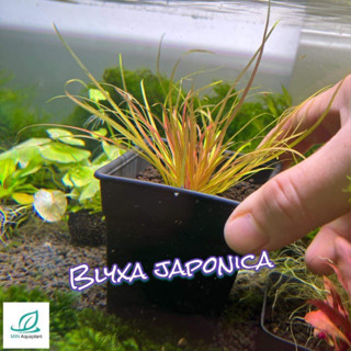 Blyxa Japonica บริคซ่า จาโปนิก้า ต้นไม้น้ำ