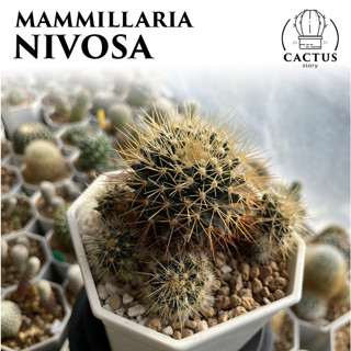 🌵Mammillaria nivosa🌵