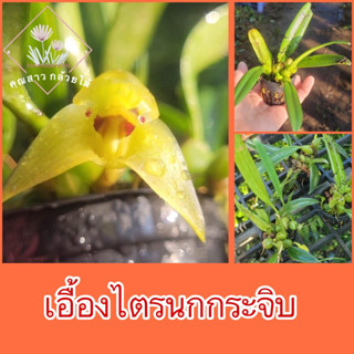 เอื้องไตรนกกระจิบ📌กระถางจิ๋ว📌