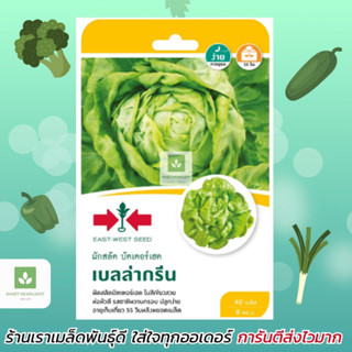 บัตเตอร์เฮด เบลล่ากรีน ศรแดง (Butterhead Lettuce) เมล็ดพันธุ์ ผักสลัด