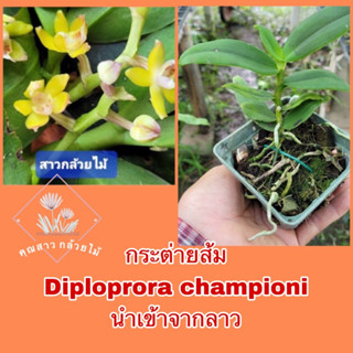 กระต่ายส้ม Diploprora championi 📌อ่านก่อนกดซื้อนำเข้าจากลาว📌