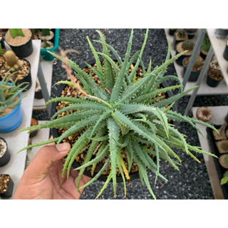 อโลคัสติลโลเนียไฮบริด (Aloe Castillonea Hybrid)
