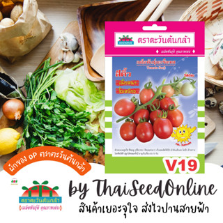 ADV ซฟ เมล็ดพันธุ์ มะเขือเทศสีดา สีคิ้ว ตราตะวันต้นกล้า V19