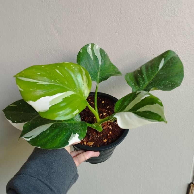 Philodendron White Wizard พ่อมดขาว