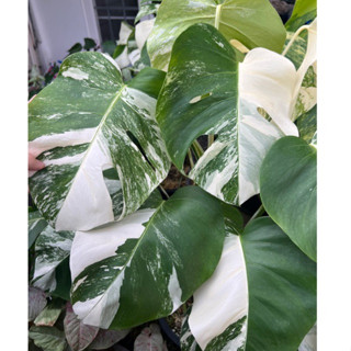 มอนอัลโบ้วางข้อ monstera albo borsigiana var.