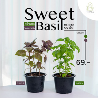 Treeno.9 T322  สวีทเบซิล หรือ โหระพาฝรั่ง มี2 สีให้เลือก  (Sweet Basil) ถุง 6 นิ้ว / สูง 30-40 ซม. / พืชผัก สมุนไพรดีต่อสุขภาพ (ต้นไม้)