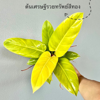 ต้นเศรษฐีรวยทรัพย์สีทอง