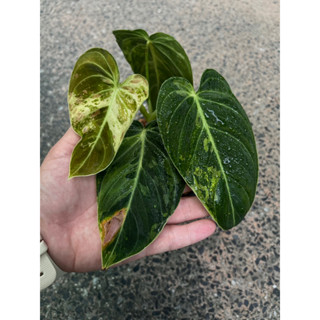 เมลาโน เมลาโนด่าง philodendron melano var. ด่างเหลือง ไม้ด่าง ไม้สะสม