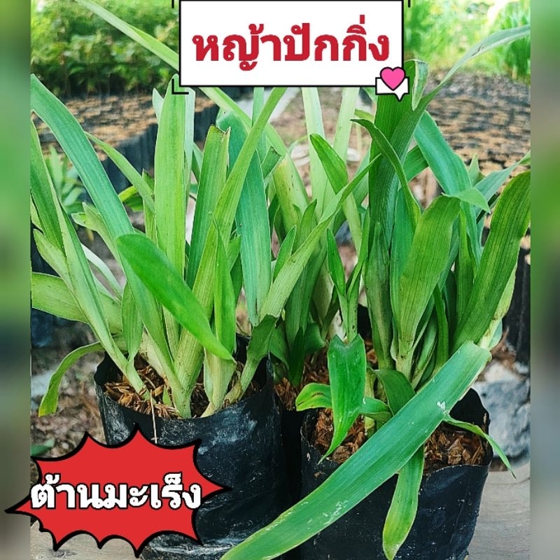 หญ้าปักกิ่ง,หญ้าเทวดา ต้านเชื้อมะเร็ง มีสรรพคุณรักษาโรคหลายชนิด ต้นพันธุ์เเตกกอพร้อมปลูก สินค้าเสียหายยินดีเคลมฟรี