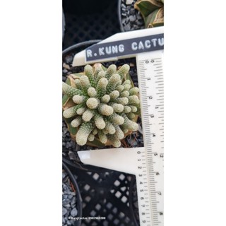 Turbinicarpus minimus เทอบินี เส้น น่ารักๆ คร้าบบ