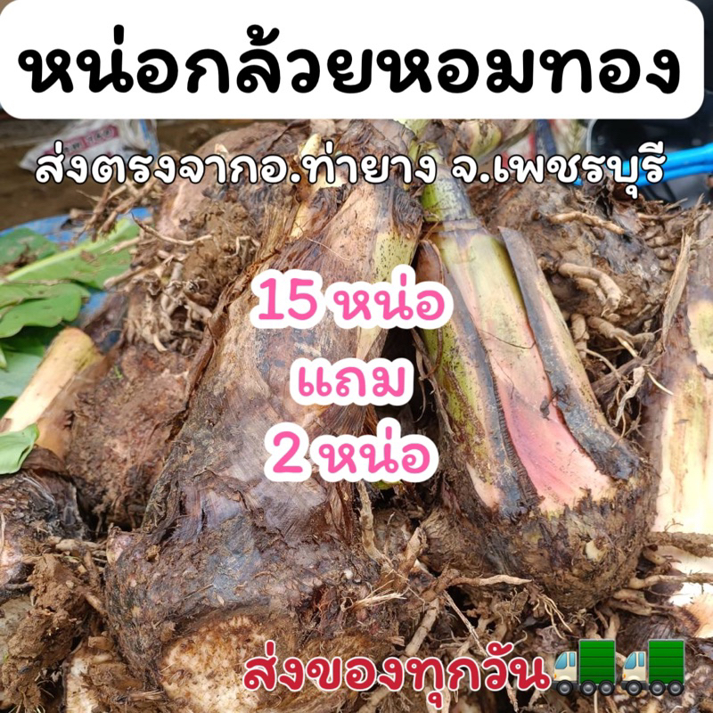 หน่อกล้วยหอมทอง ท่ายาง ขุดสดใหม่ตามออเดอร์ (15 หน่อแถมฟรี 2!)