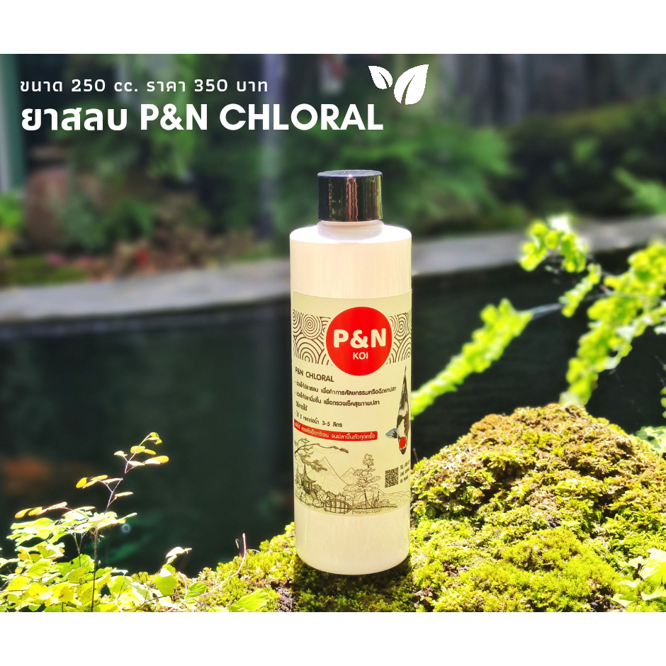  PN Chloral สลบเร็ว   ฟื้นตัวไว