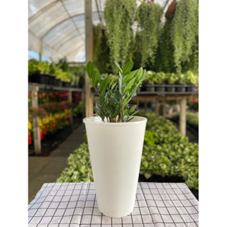 กระถางกลม ทรงสูง 2 ชั้น ขนาด 10 นิ้ว และ 12 นิ้ว