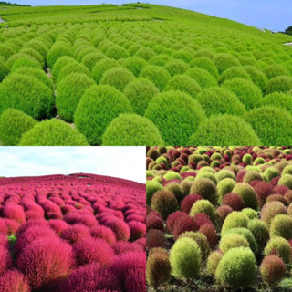 เมล็ดพันธุ์ พุ่มไม้เพลิง โคเชีย (Kochia Trichophylla) บรรจุ 50 เมล็ด