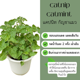 แคปนิท catnip/catmint  #กัญชาแมว กระถาง 4 นิ้ว