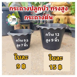 กระถางบัว กระถางตัน // กระถางปลูกบัว กระถางพลาสติก กระถางเกษตร