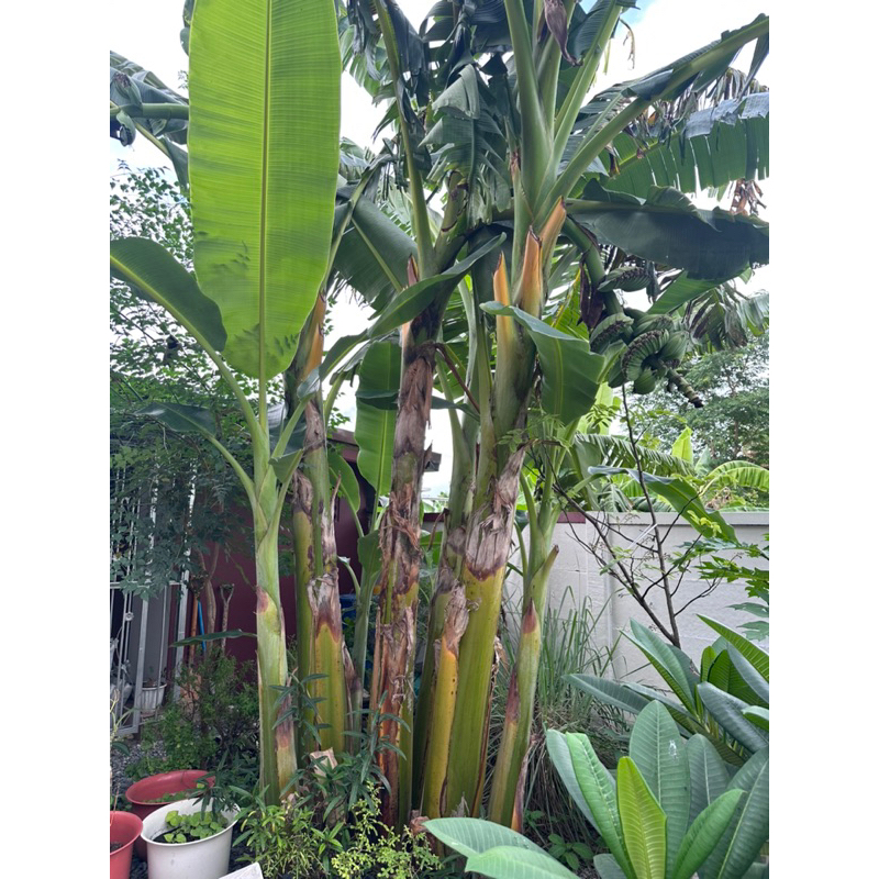 จุลินทรีย์สังเคราะห์แสง 1ลิตร ลูกดก ใบสวย บ่ม3เดือน - รูปที่ 3