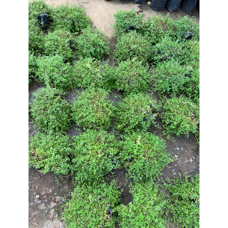 ต้นไธม์ Thyme สวยๆ มาเป็นพุ่มคะคุณลูกค้า