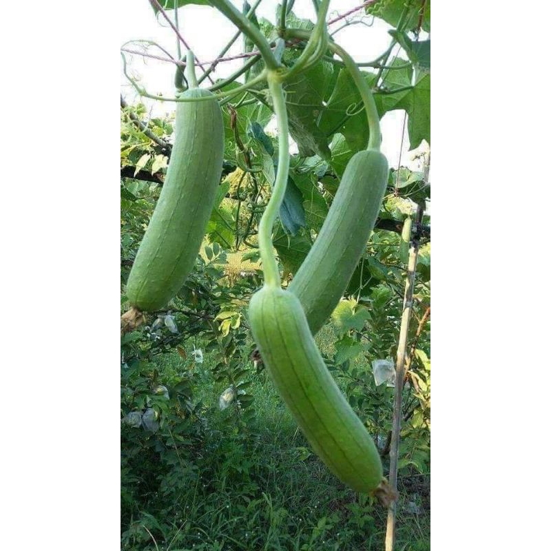 เมล็ด บวบหอม 15 เมล็ด(ซื้อ5แถม1คละได้)
