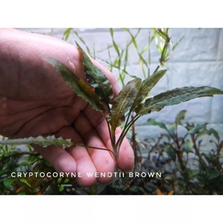 cryptocoryne wendtii brown indo