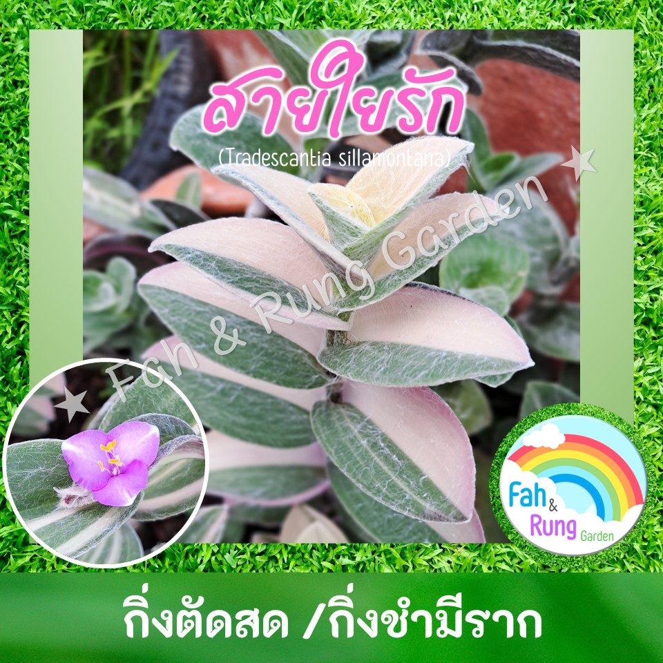 ต้นสายใยรัก/ก้ามปูขน/สายใยรักด่าง (กิ่งตัดสด/กระถาง)