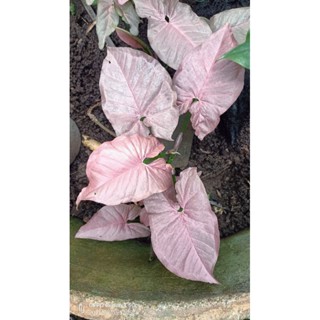 Syngonium Pink(ออมชมพู)