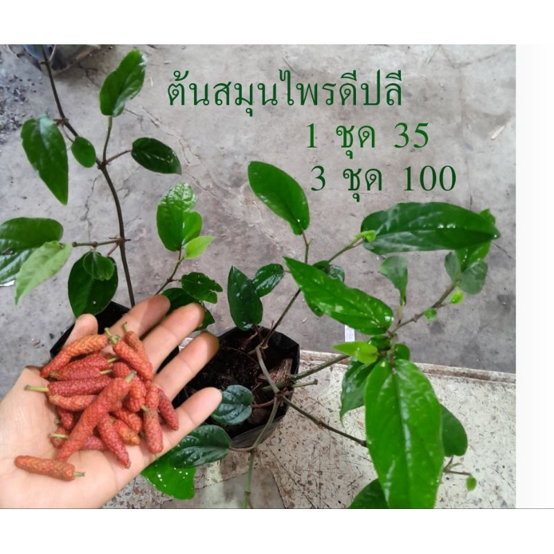 ต้นสมุนไพรดีปลีเผ็ดร้อนบำรุงกำลังและช่วยบำรุงกำหนัด ใช้เป็นยาอายุวัฒนะ
