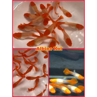 ตุ๊กตา Albino Koi - โค่ยตาแดง