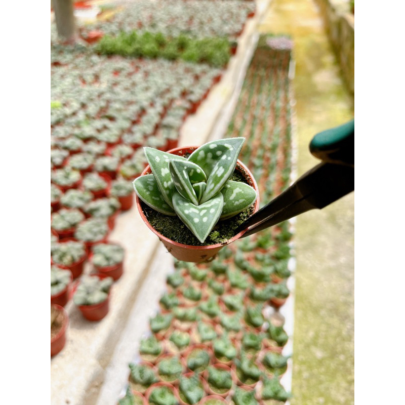 Aloevera นกกระทาสามเหลี่ยม