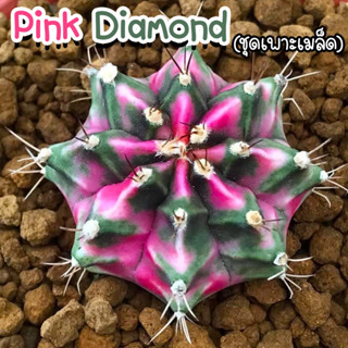 ชุดเพาะเมล็ด 🌸Pink Diamond 🌸(PDM ผสม LB2178) 🌵กระบองเพชร/แคคตัส 🌵