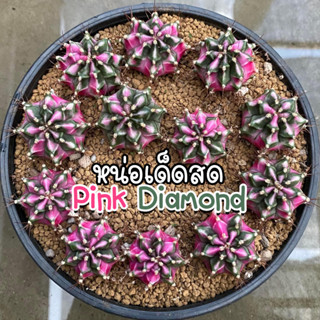 หน่อเด็ดสด❗️เหมาะทำแม่พันธุ์❗️🌵🌸 PinkDiamond 🌸 🌵 แคคตัสสีหวาน