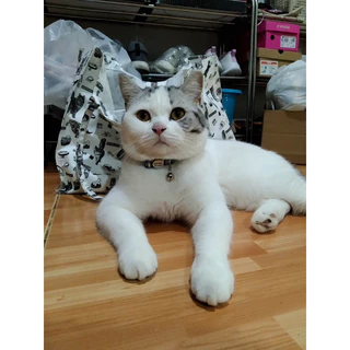 ปลอกคอนิรภัยสลักชื่อ ปลอกคอแมวตัวล็อกสแตนเลส สลักชื่อและเบอร์โทรฟรี กระดิ่งฟรี