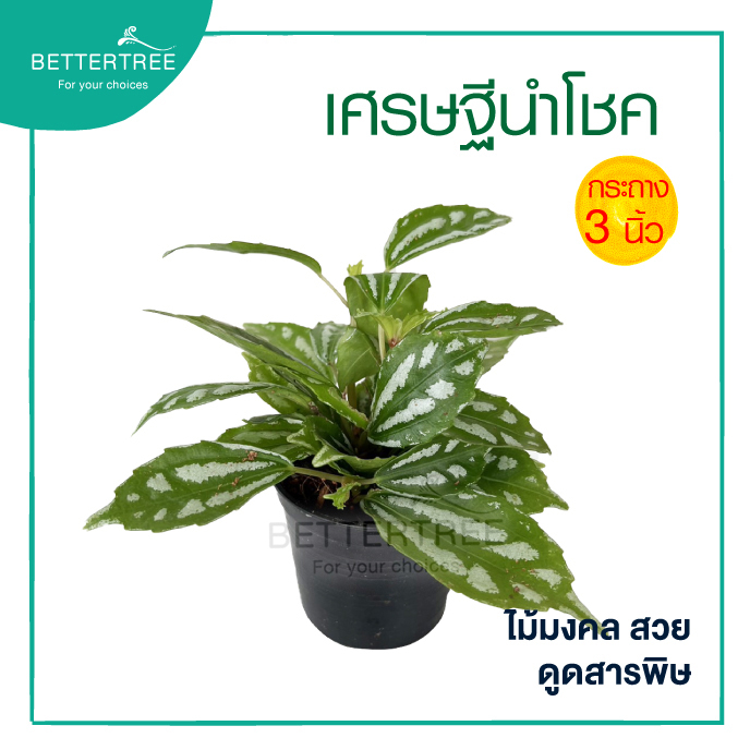 เศรษฐีนำโชค กระถาง 3 นิ้ว ต้นไม้ฟอกอากาศ ไม้มงคล