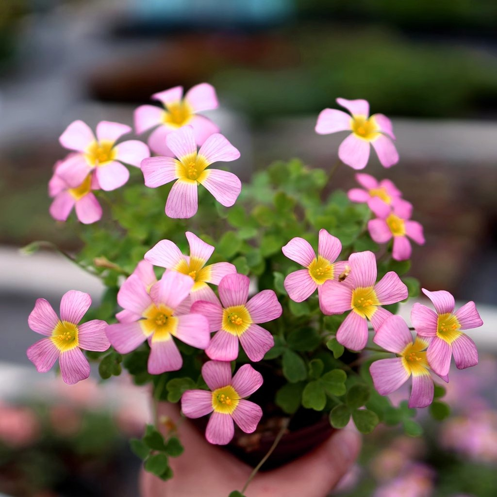 Oxalis obtusa 'Damask Rose' (อ็อกซาลิส โอเบซ่า ดามาสค์โรส)