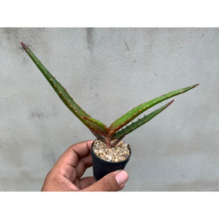 Aloe Cameronii (Red Aloe) อโลแดง