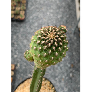 ซัลคอรีบูเทีย (Sulcore Rebutia) ไม่ทราบสีดอก ไม้กราฟ