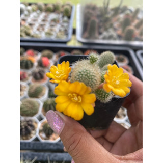 รีบูเทียดอกสีส้ม rebutia กระถาง2นิ้ว ราคาถูก